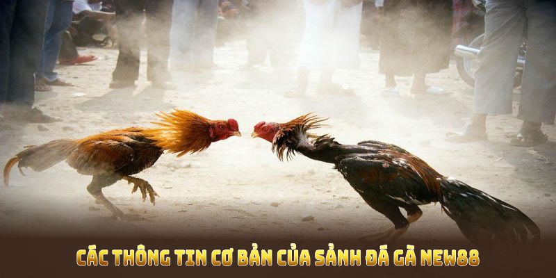 Các thông tin cơ bản của sảnh Đá gà New88 được nhiều người đánh giá cao