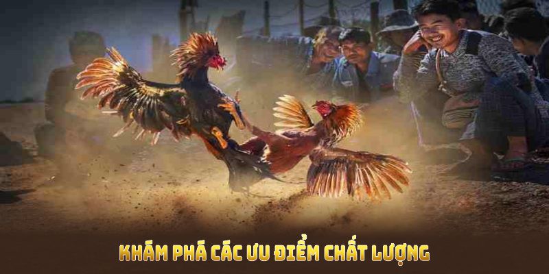 Khám phá các ưu điểm chất lượng của sảnh đá gà New88 để có lựa chọn phù hợp