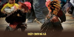 luật chơi đá gà