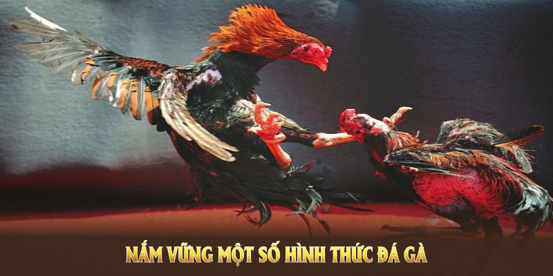 Nắm vững một số hình thức đá gà phổ biến nhất