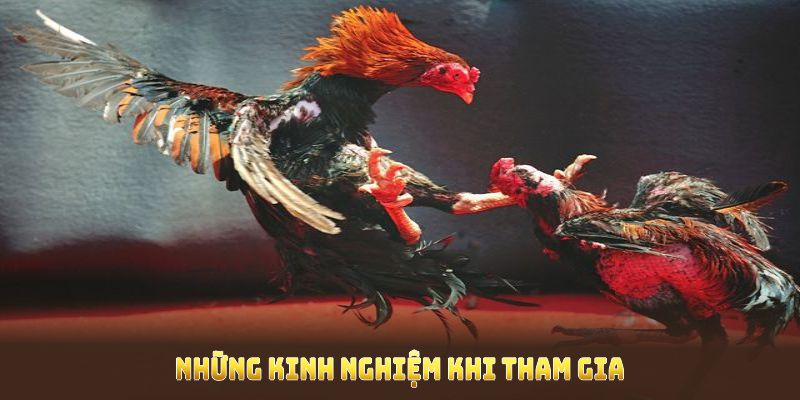 Những kinh nghiệm khi tham gia sảnh đá gà New88 mà ai cũng nên tham khảo