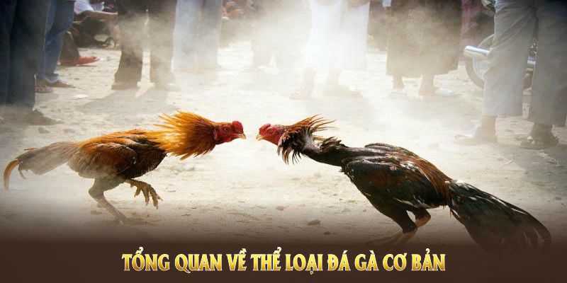 Tổng quan về thể loại đá gà cơ bản hiện nay