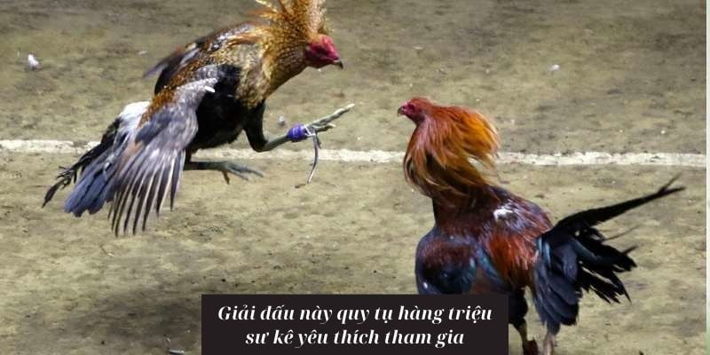 Giải đấu này quy tụ hàng triệu sư kê yêu thích tham gia